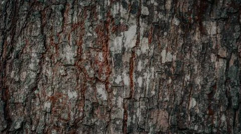 Close-up texture of rugged tree bark with natural cracks and earthy colors,.. Stock Photos