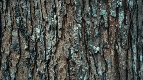 Close-up texture of rugged tree bark with natural cracks and earthy colors,.. Stock Photos