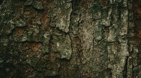 Close-up texture of rugged tree bark with natural cracks and earthy colors,.. Stock Photos