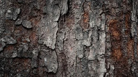Close-up texture of rugged tree bark with natural cracks and earthy colors,.. Stock Photos