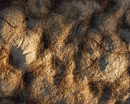 Close-up Texture of Sandy Ground with Dry Pine Needles and Strong Sunlight Stock-Fotos