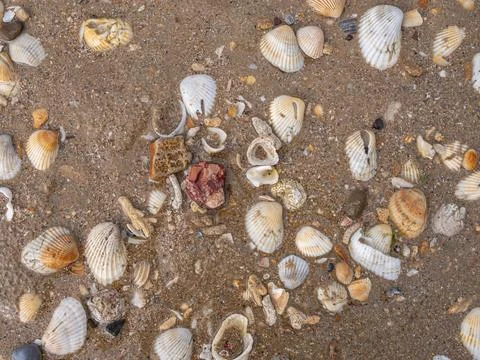 Close-up texture of sea shells on a sandy beach shoreline Foto stock