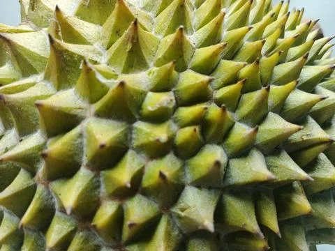 Close-up texture of sharp green and yellow thorns on a durian fruit skin. Stock Photos