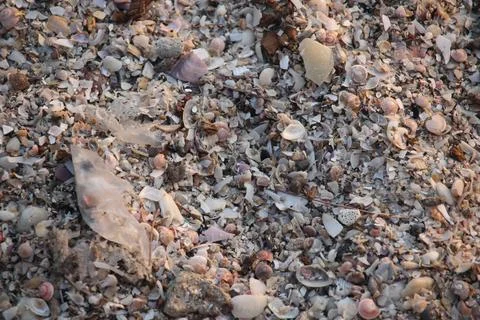 Close up of the texture of shellfish on the beach Stock Photos