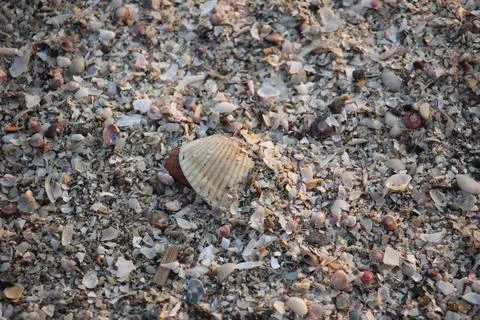 Close up of the texture of shellfish on the beach Stock Photos