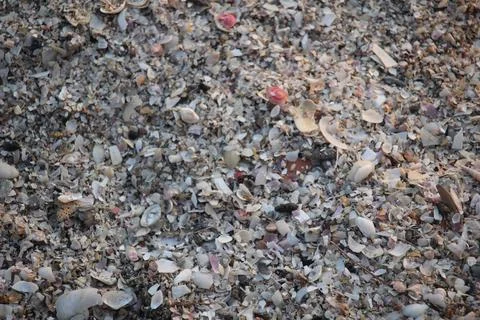 Close up of the texture of shellfish on the beach Stock Photos