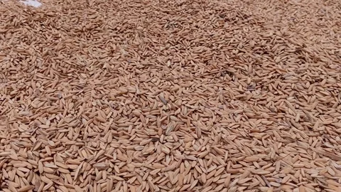 Close-up texture shot of harvested paddy. Stock Footage 321937418