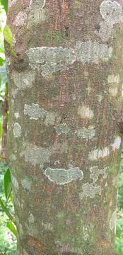 A close up of texture a skin jackfruit tree . Nature photography Anatomy of the  Stock Photos