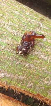 A close up of texture a skin tree with the Sap. Nature photography Anatomy of th Stock Photos