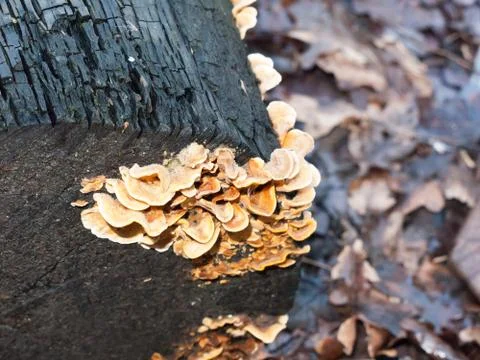 Close up texture of small bracket fungus on burnt wooden tree stump Stock Photos