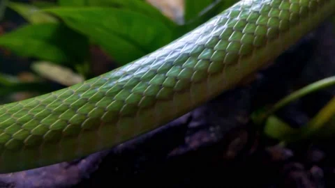 Close-up on the texture of snake skin. A snake moves along a tree in the wild Stock Footage 206083817