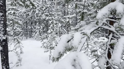 Close Up Texture of Snow and Ice on Pine Tree Branches in Swedish Lapland Stock-Footage 327278604