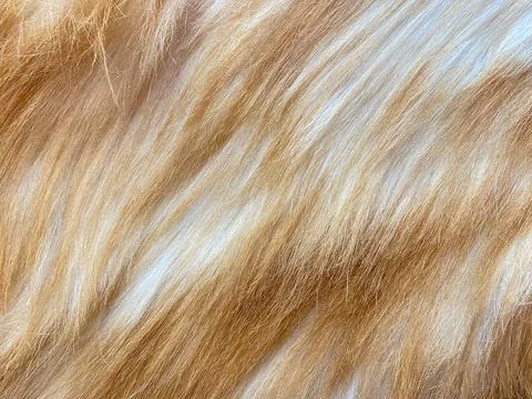 Close-up texture of soft ginger cat fur. Stock Photos