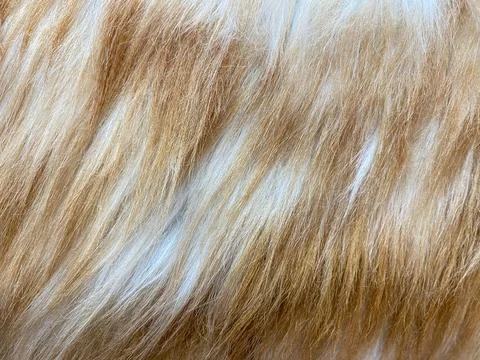 Close-up texture of soft ginger cat fur. Stock Photos