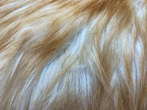 Close-up texture of soft ginger cat fur. Stock Photos