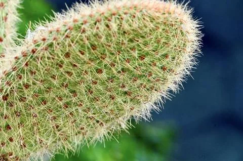 Close-Up Texture of a Spiky Green Cactus Pad Stock Photos