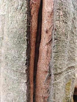 Close up texture of split tree bark with deep vertical crack Stock Photos