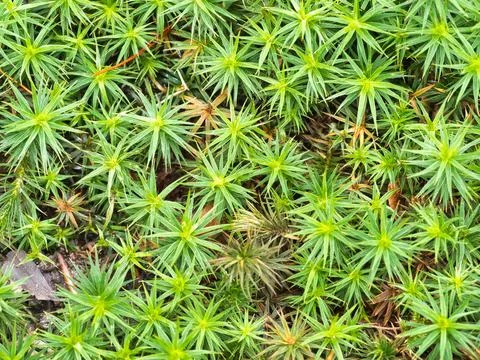 Close-up texture of star-shaped moss - A high-angle, close-up view of a vib.. Stock Photos