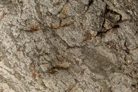 Close-up of the texture of the stone by the lake. Stock Photos