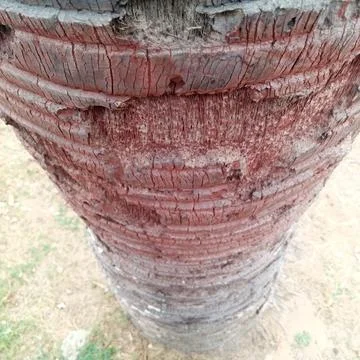 Close up texture of thick palm tree trunk with reddish brown ridges Stock Photos