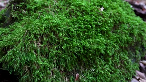 Close-up texture of thick, vibrant green forest moss. Stock Footage 320421262