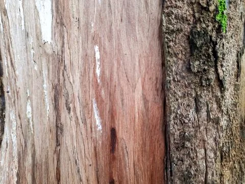 Close-Up Texture of Tree Bark and Wood Grain Foto stock