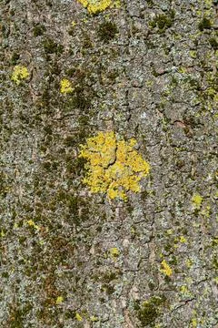Close-up texture of tree bark covered in vibrant green moss and yellow lichen Stockfoto's