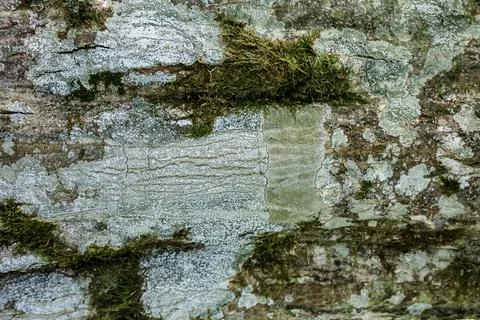 Close-up texture of tree bark covered in moss and lichen Fotos de archivo