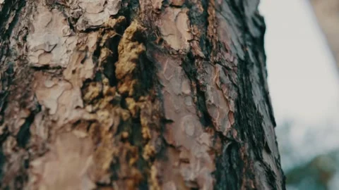 Close Up Texture of Tree Bark Stock Footage 344043297