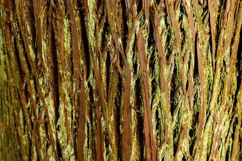 Close up texture of tree bark with green moss on it Foto stock