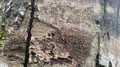 Close-Up Texture of Tree Bark with Moss and Lichen Stock Footage 291389432