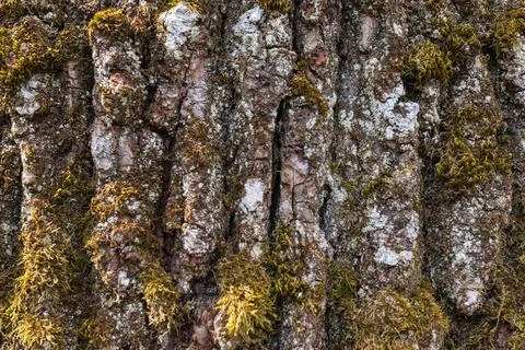 Close Up Texture of Tree Bark with Moss and Lichen Natural Background 库存照片