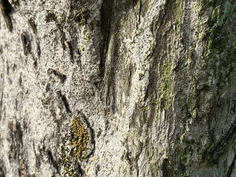 Close-up texture of tree bark with natural pattern and moss. Stock Photos