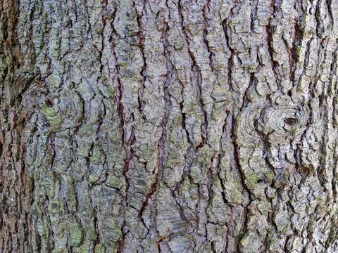 Close-up Texture of Tree Bark Stock Photos