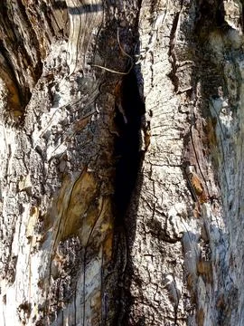 Close-up of the texture of a tree bark Stock Photos