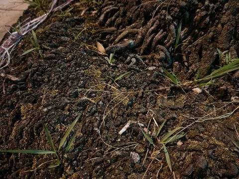 Close-Up Texture of Tree Bark Roots and Small Green Sprouts Foto stock