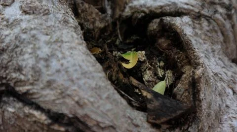 Close-up texture of tree bark with a rugged, natural pattern. Ideal for use.. Stock Photos