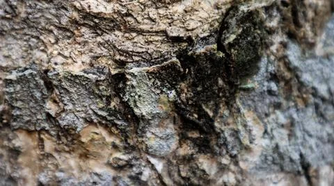 Close-up texture of tree bark with a rugged, natural pattern. Ideal for use.. Stock Photos