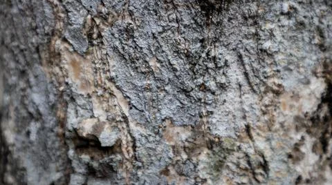 Close-up texture of tree bark with a rugged, natural pattern. Ideal for use.. Foto stock