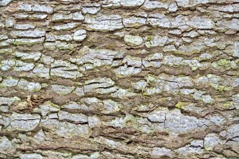 Close-up texture of tree bark, showcasing natural patterns and earthy colors. Stock Photos