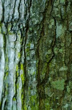 Close Up Texture of Tree Bark with Vines Growing Stock Photos