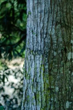 Close Up Texture of Tree Bark with Vines Growing Stock Photos