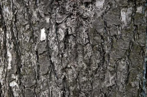 Close-up texture of a tree Stock Photos