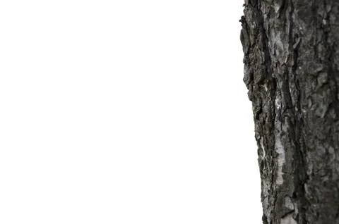 Close-up texture of a tree Stock Photos