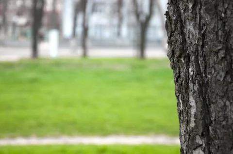 Close-up texture of a tree Stock Photos