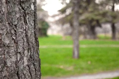Close-up texture of a tree Stock Photos