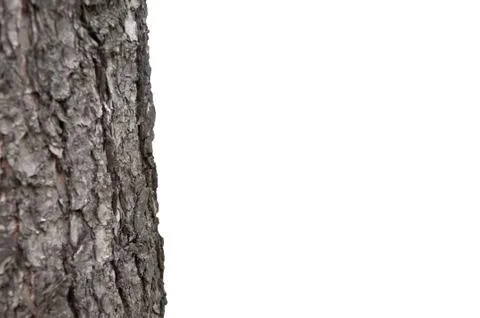 Close-up texture of a tree Stock Photos