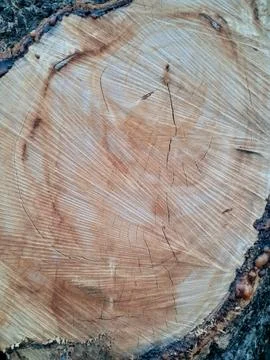 Close Up Texture of Tree Rings on Wood Stump Stock Photos
