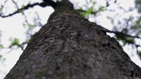 Close up texture of tree trunk in the forest with bright morning sunrays. Stock Footage 169207719