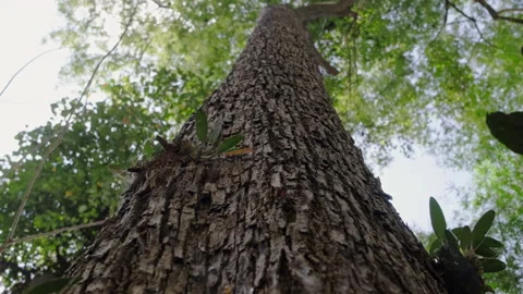 Close up texture of tree trunk in tropical forest with bright morning sun rays. Stock Footage 171498319